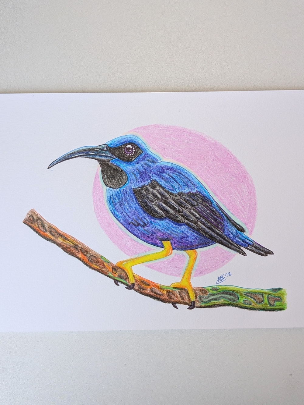 Original Purple Honeycreeper Bird 10×7 Crayon Illustration By Mattoodles